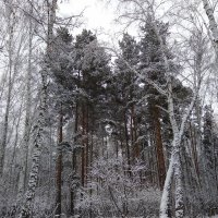 Красота зимнего леса :: Татьяна Котельникова