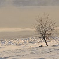 Одинокое дерево :: Олег Сахнов