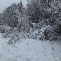 Доказательства зимы :: Андрей Лукьянов