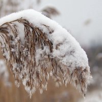 На реке :: Елена Пономарева