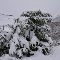 Снежно... :: ТАТЬЯНА (tatik)
