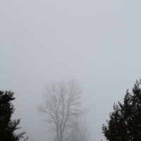 Дерево в тумане :: Анатолий Шулков