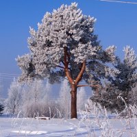 В лесу :: ГАЛИНА Баранова