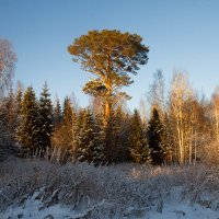 таежный исполин :: Владимир Екатеринбургский