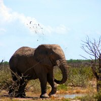Слон Африканский :: Jakob Gardok