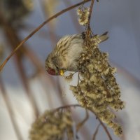 Пепельная чечётка, годовалая птица :: Елена Швыдун