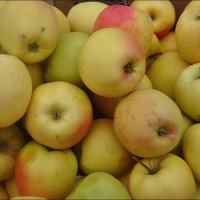 Запорожские яблоки :: Нина Корешкова