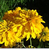 Солнечные цветы :: Лидия (naum.lidiya)
