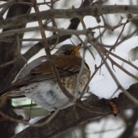 Дрозд-рябинник, не улетевший на юг :: Андрей Лукьянов