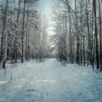 Дорога через лес :: Виктор 