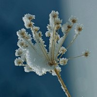 Снежный цветок :: Асылбек Айманов