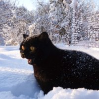 Кот в снегу и в шоке. :: Любовь Журавлева