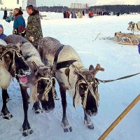 А олени лучше... :: Олег Петрушов