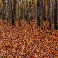 Осенний лес. :: Владимир Лазарев