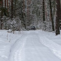 По заснеженным дорогам в сосновом бору :: Милешкин Владимир Алексеевич 