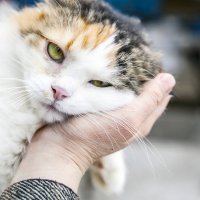 Кошка :: Ольга Милованова