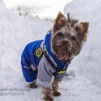 снежный пёс :: Кatya Shuyskaya