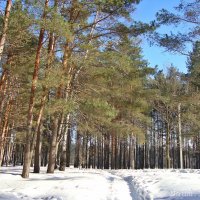 В лесу снежно :: Лидия (naum.lidiya)
