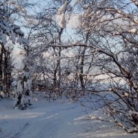 Под лучами февральского солнца :: Ирина Л