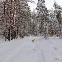 зимние зарисовки :: оксана 