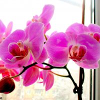 Орхидея на моём окне :: Нина Бутко