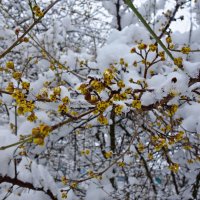 "...Изменчивый месяц февраль - Он любит весну, и зимы ему жаль..." :: Galina Dzubina