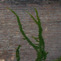 Стена Альгамбры :: Владимир Брагилевский
