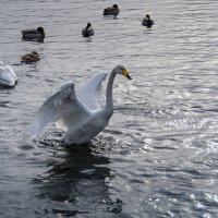 Озеро Лебединое. Лебедь-кликун :: Виктор Четошников