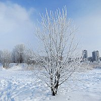 Чудесный зимний денёк. :: Валентина Жукова