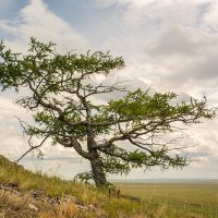Дерево на склоне :: Сергей Карцев