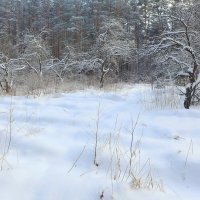Яблони в лесу! :: Владимир Шошин
