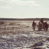 Зимняя тройка. с. Бургень, Забайкальский край :: Катя Медведева