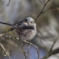 Помпончик :: Елена Швыдун