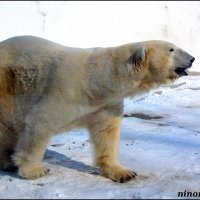 Медведь Якут в ростовском зоопарке (за стеклом) :: Нина Бутко
