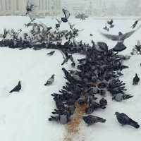 Метель и голуби! :: Владимир Шошин