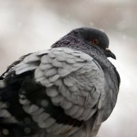 Pigeon portrait :: Олег Шендерюк