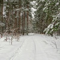 В катынском лесу после снегопада :: Милешкин Владимир Алексеевич 