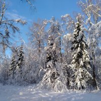 подмосковный лес 2018 (снято смартфоном) :: юрий макаров
