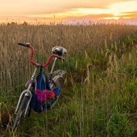 Поле, велосипед, цветы. :: Елена Струкова