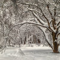 Под снежным покровом. :: Василий Ярославцев