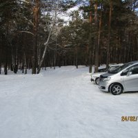 отдых в зимнем лесу :: владимир 