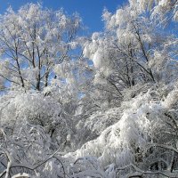Была роскошная зима :: Алла Захарова