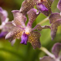 Шри-Ланкийские орхидеи :: Ольга Петруша
