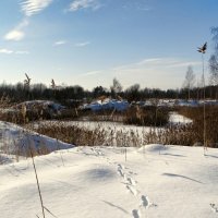 Редкие следы зверей :: Милешкин Владимир Алексеевич 