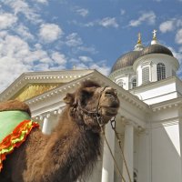 по улице верблюда водили :: НАТАЛЬЯ 