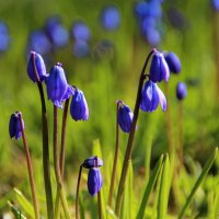 Голубые цветы,как сережки нежно песню весны прозвенят! :: Татьян@ Ивановна