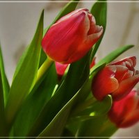 Весенние тюльпаны :: Любовь Чунарёва