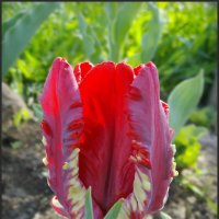 Попугайный тюльпан :: lady v.ekaterina