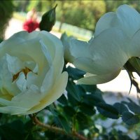Две белых розы из нашего двора :: Нина Корешкова