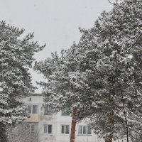 Свежий снег на соснах :: Олег Афанасьевич Сергеев